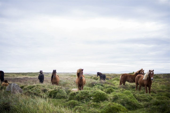 horses-593163_1280