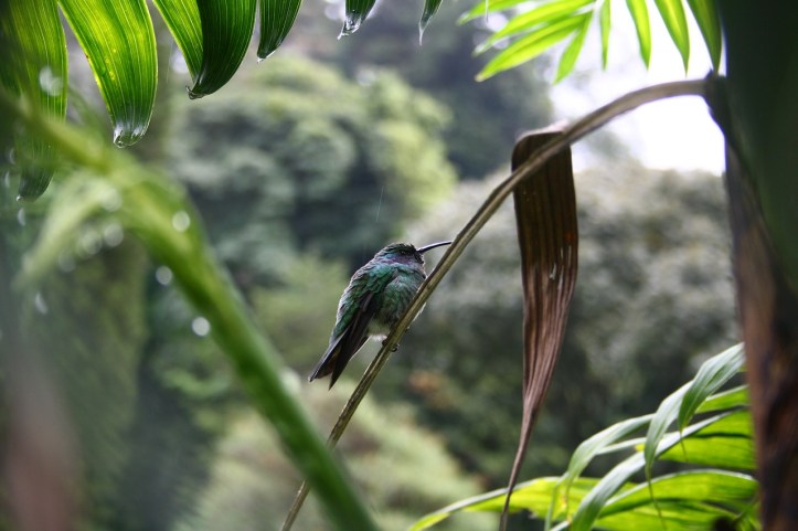 hummingbird-3621643_1280